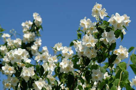 Bush with blooming flowers of Jasmine (Jasminum) on blue sky backgroundの写真素材