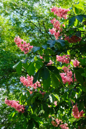 Close up of branches with pink flowers of Aesculus carnea, or red horse-chestnut treeの写真素材