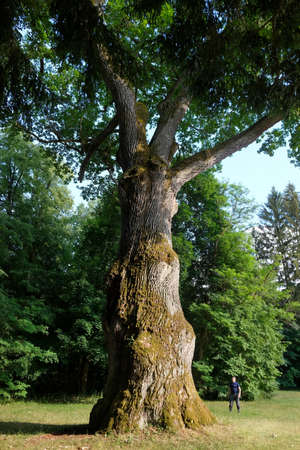 Laska, Poland - June 27, 2021: A huge oak tree. This is This is Lokietek's Oak and it is 400 years old. Little silhouette of man next to it. Laska, Polandのeditorial素材