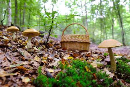 Group of Leccinum scabrum (rough-stemmed bolete, scaber stalk, birch bolete) growing in forest - edible and tasty mushrooms. Wicker basket in background.の写真素材