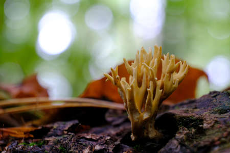 Amazing yellow mushroom like coral - Ramariaの写真素材