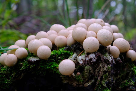 A lots of Apioperdon pyriforme commonly known as the pear-shaped puffball or stump puffball. Young fruiting bodies are edible and very tasty.の写真素材