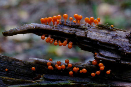 Amazing colorful slime mold Trichia decipiens - slime molds are interesting organisms beetwen mushrooms and animalsの写真素材