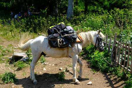 The mule with heavy luggage on its back is standing next to wooden fence mountains in Albania