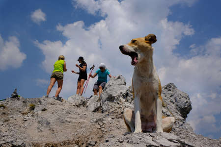 Valbona Pass (Albanian: Qafa e Valbones), Albania - circa August 2021: A yawning dog is sitting on a rocky peak. In the background, silhouettes of tourists.のeditorial素材