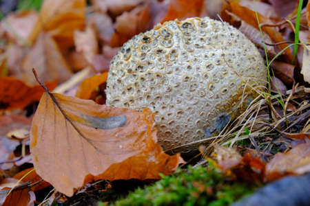 Scleroderma citrinum, commonly known as the common earthball, pigskin poison puffball, or common earth ball. Scleroderma citrinum can be mistaken with truffles by inexperienced mushroom hunters.の写真素材
