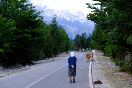 Old albanian woman with cows is walking on asphalt road in mountain village in Valbona valley. Albanian Alps, Peaks of Balkans, Albaniaの写真素材