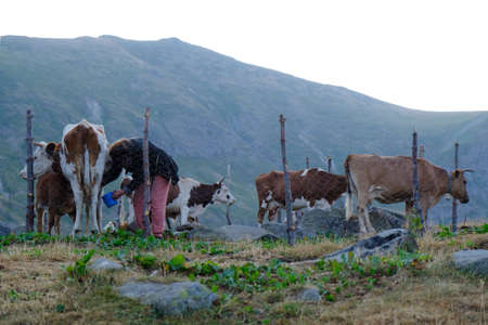Farm with cows in mountains, man is milking cow. Scenery of mountain shepherd village DobÃ«rdol in...