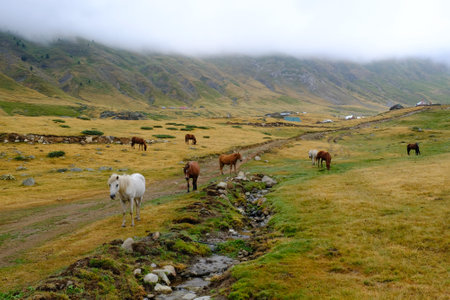 A herd of horses in a misty valley in shepherd village of Doberdol in Albanian Alps, Albania.