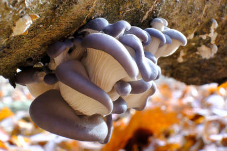 Group of mushrooms Pleurotus ostreatus (oyster mushroom, oyster fungus, hiratake) growing on trunk in forest. It is a common edible mushroom.の写真素材