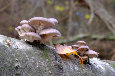 Group of mushrooms Pleurotus ostreatus (oyster mushroom, oyster fungus, hiratake) growing on trunk...