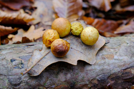 Gallas (cecidia) on an oak leaf. Gale caused by Cynips quercusfolii.