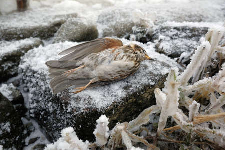 Frozen bird redwing (Turdus iliacus) is lying on snow on cost of river around Sobieszewska Island,...