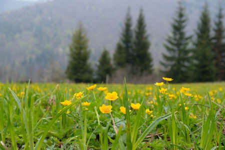 Mountains Beskid Zywiecki, Poland - caltha palustris on the meadow