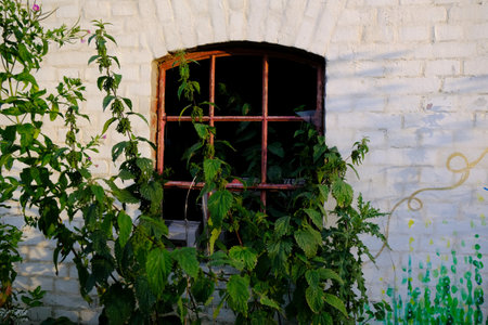 Tall nettles (stinging nettle, (Urtica dioica, common nettle) are grown in the garden next to the building's window.の写真素材