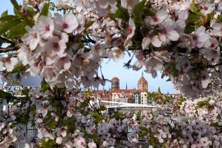Buildings of Old Town of Gdansk in flower frame with branches and pink flowers of fruit tree Prunus...