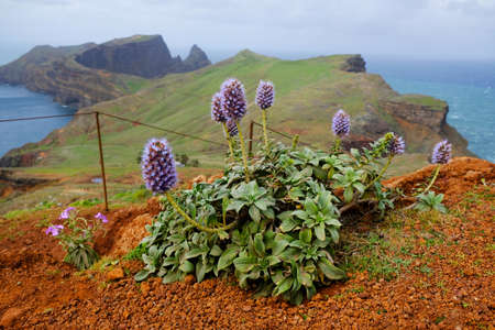 Pride of madeira, echium candicans, purple flower blossoms on Ponta de Sao Lourenco (Saint Lawrence Peninsula). Madeira, Portugalの写真素材