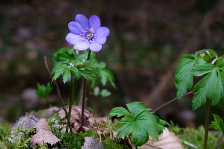 Single flower of anemone hepatica kidneywort - violet spring flowersの写真素材