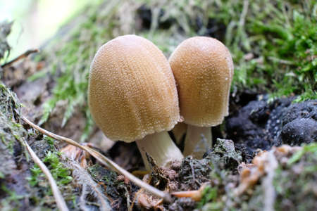 Two young mushrooms Coprinellus micaceus (mica cap, shiny cap, glistening inky cap) in forest. It is...