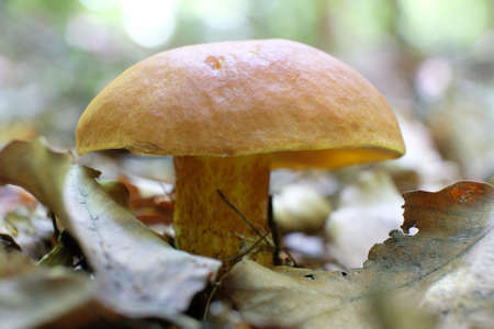 Single Suillus grevillei (Greville's bolete, larch bolete) - yellow edible mushroom