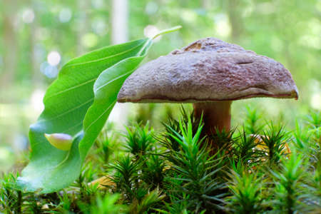 Boletus Xerocomellus in forest in early summer. It is edible mushroom. Young green leaf of beech...