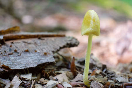 Bolbitius titubans little but astonishing beautiful mushroom
