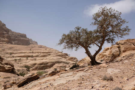 Wonderful mountain views with lonely tree on the Jordan Trail from Little Petra (Siq al-Barid) to...