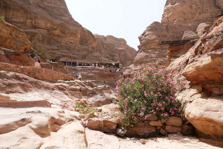 Beautiful blooming oleander bush by tourist trail in Nabataean ancient town Petra, Jordan.の写真素材