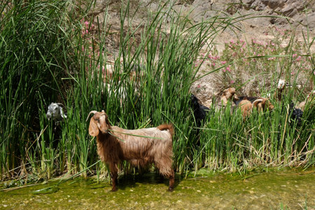 Herd of goats in Wadi Ghuweir Canyon, Dana Biosphere Reserve in Jordan.の写真素材