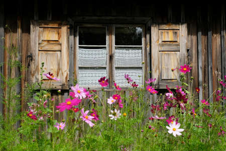 Window with shutters of wooden cottage. In the foreground, blurry pink cosmos flowers in garden.の写真素材