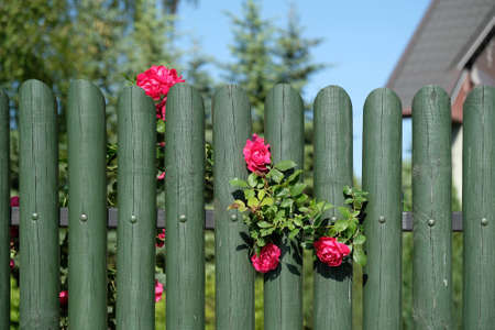 Sprig of red garden rose on gren wooden fence of garden.の写真素材