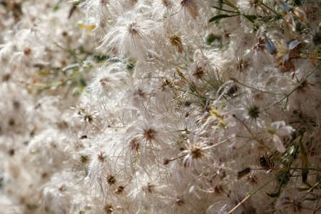Fruits of plant Clematis montana (mountain clematis, Himalayan clematis or anemone clematis). Met in...