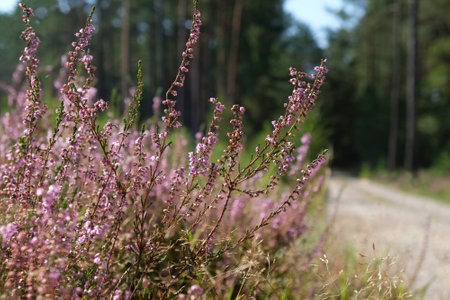 Blooming heathers in the forestの写真素材