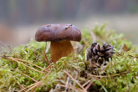 Wet from the rain, growing in moss, mushroom Imleria badia, commonly known as the bay bolete - edible, very tasty mushroom. A pine cone is lying next to it.の写真素材