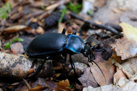 Close up of Carabus coriaceus beetle in forestの写真素材