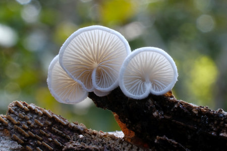 Crepidotus versutus, commonly known as the evasive agaric, interesting mushroom growing on woodの写真素材