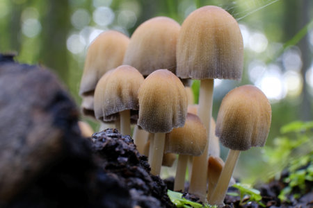 Group of Coprinellus micaceus mushroom (common names mica cap, shiny cap, and glistening inky cap). It is edible mushroom.の写真素材