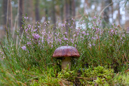 Wet from the rain, growing in in heathers, mushroom Imleria badia, commonly known as the bay bolete...