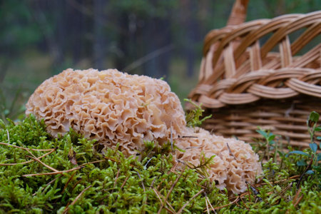 Sparassis crispa, known as cauliflower mushroom. It is not only an edible mushroom, but also a...