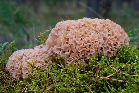 Sparassis crispa, known as cauliflower mushroom. It is not only an edible mushroom, but also a...
