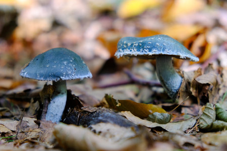 Stropharia aeruginosa, commonly known as the verdigris agaric, is a medium-sized blue, slimy woodland mushroom. It is edible mushoom.の写真素材