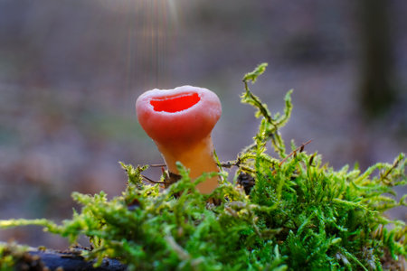 Winter and spring edible mushroom - single Sarcoscypha austriaca or Sarcoscypha coccineaの写真素材