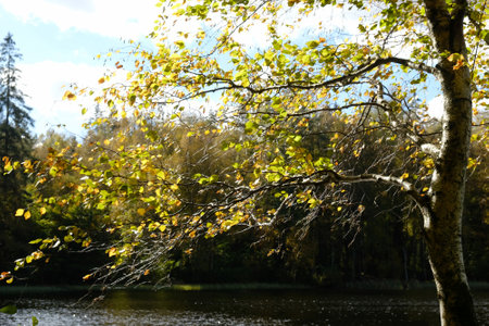 Birch (betula) branches with leaves moved by the wind in fall colors by the lake