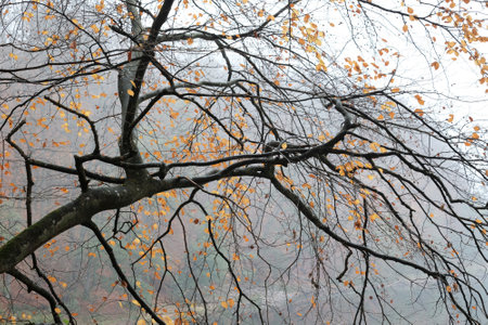 A close-up of beech tree branches with a few colorful leaves in late fall over lake