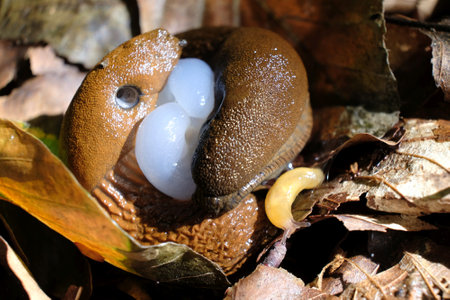 The red slug (Arion rufus), also known as the large red slug, chocolate arion and European red slug. Two slugs during mating.の写真素材