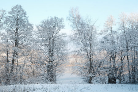 Row of snowy trees by lake in sunny winter day