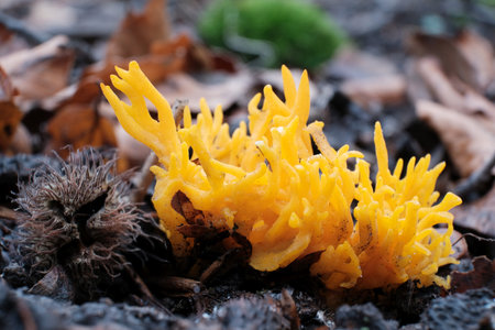 Close up of amazing forest mushroom looks like flames - Calocera viscosa