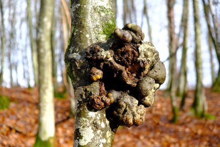 A tree in the forest with cancerous lesions. The cause may be fungi or bacteria.の写真素材