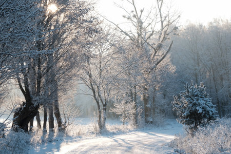 Beautiful scenery of trees covered with snow in a sunny day.の写真素材