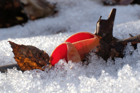 Spring edible mushroom - Sarcoscypha austriaca or Sarcoscypha coccineaの写真素材